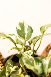 Epipremnum aureum "Njoy"